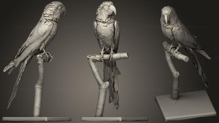 Статуэтки животных (Попугай кубинский Ара, STKJ_1256) 3D модель для ЧПУ станка